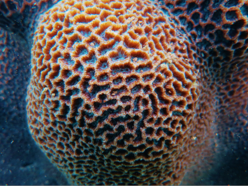 File: Coral Platygyra.JPG
Credit: Dr. Philip D. Thompson
Caption: A close up of a large-polyped coral (Platygyra sp.)